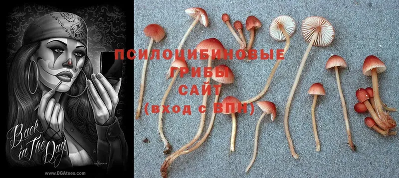 MEGA   Каменка  Галлюциногенные грибы Psilocybine cubensis 